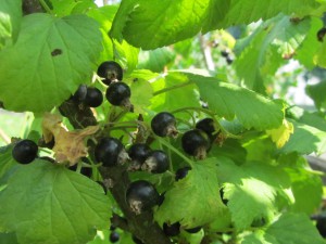 Ribes-nigrum