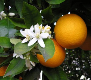 naranja-3