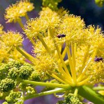 10-best-benefits-galbanum-essential-oil