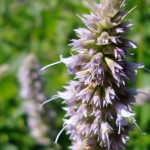 March_Ingredients_Patchouli_480x340