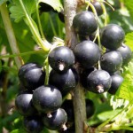 Ribes-nero-Titania