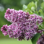 SYRINGA