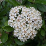 angelica-white-flower