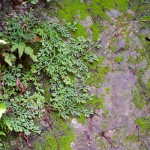 depositphotos_53874319-stock-photo-old-wall-with-fern-and