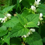 nettle-965854_960_720