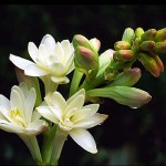 tuberosa-1