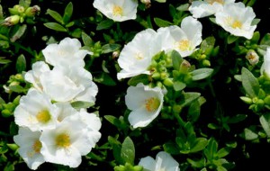 portulaca-white-plant