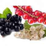 3-piante-di-ribes-in-varieta-nero-rosso-bianco