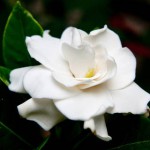 Gardenia_articleimage